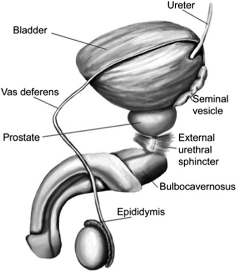 young cock pics|Penis: Anatomy, Picture, Erection, and Ejaculation